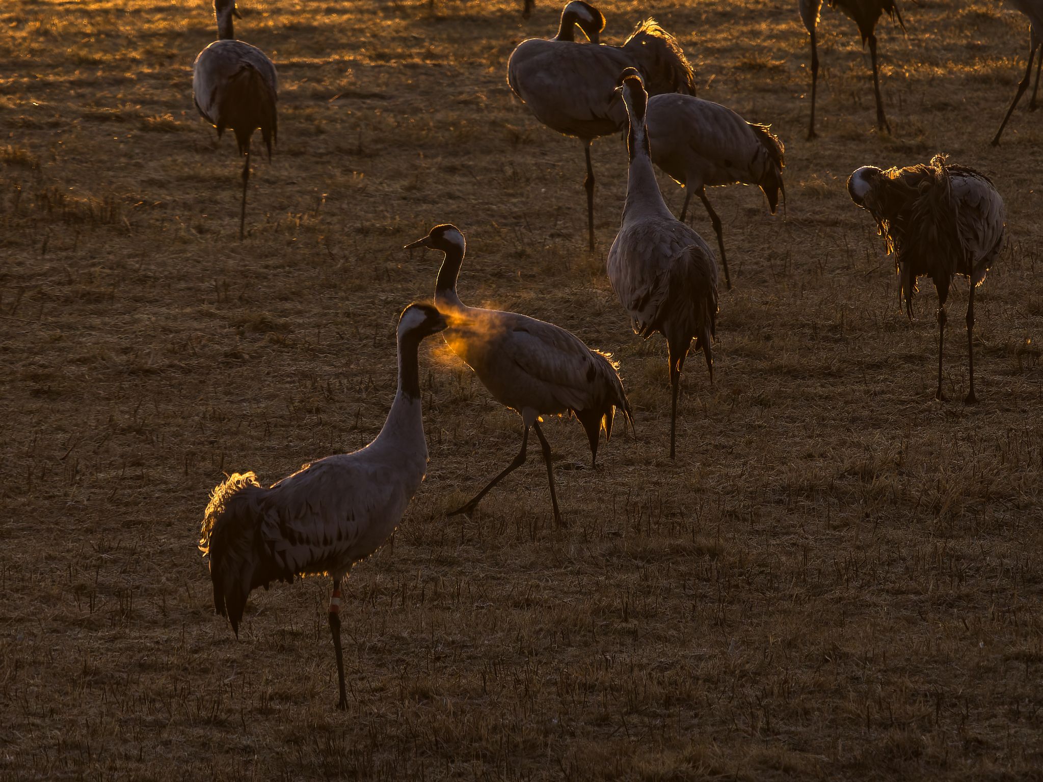 010 250324 0639 H  1HR0457 DxO DeepPRIME XD2s